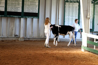Cattle Dairy Wednesday  (Donna)